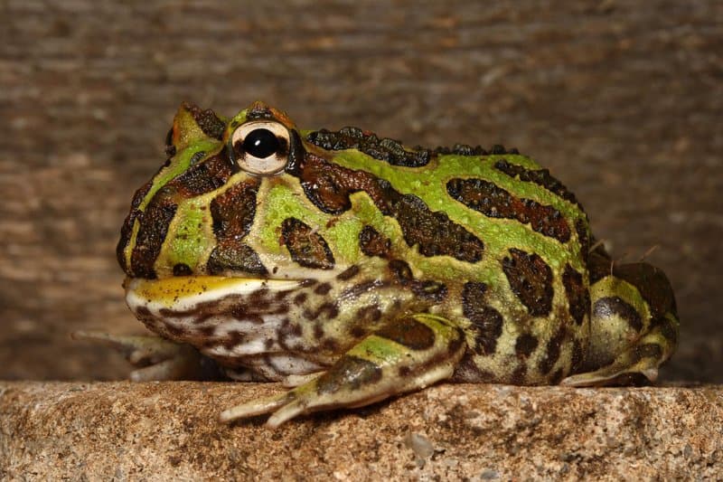 25 Exotic Pets So Weird, Your Dog Will Look Boring in Comparison