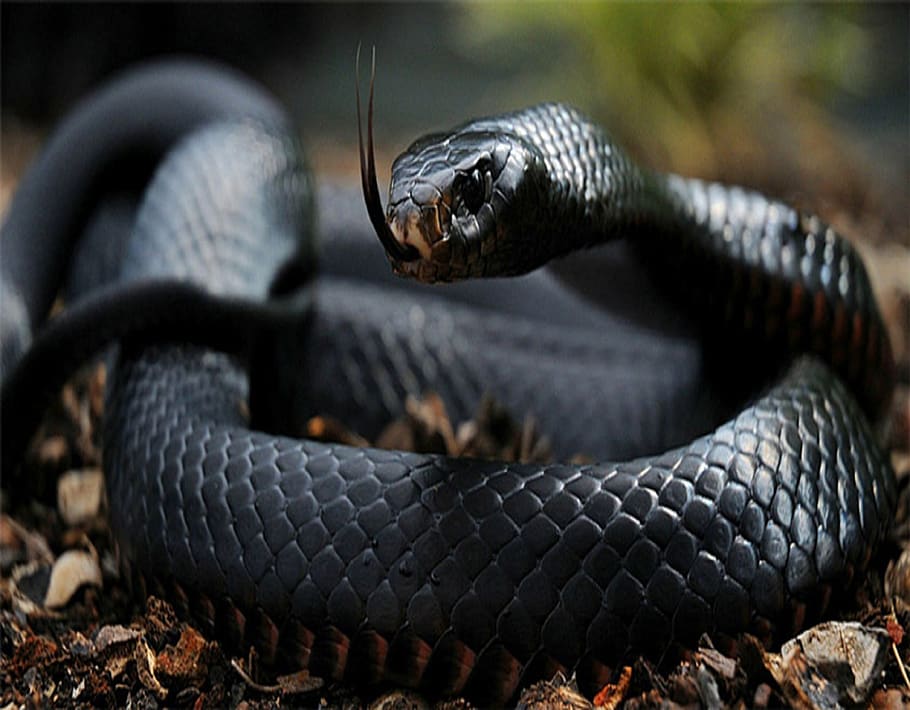 The Most Venomous Animals in the World