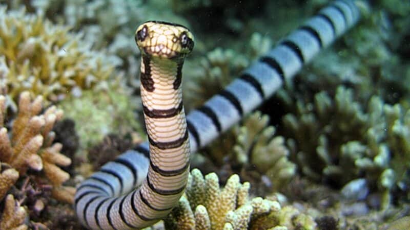 The Most Venomous Animals in the World