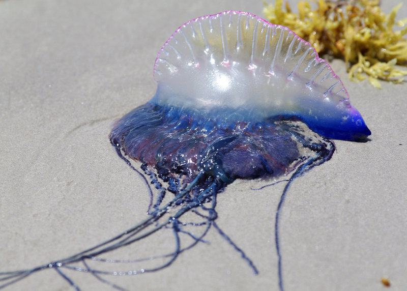 The Most Venomous Animals in the World