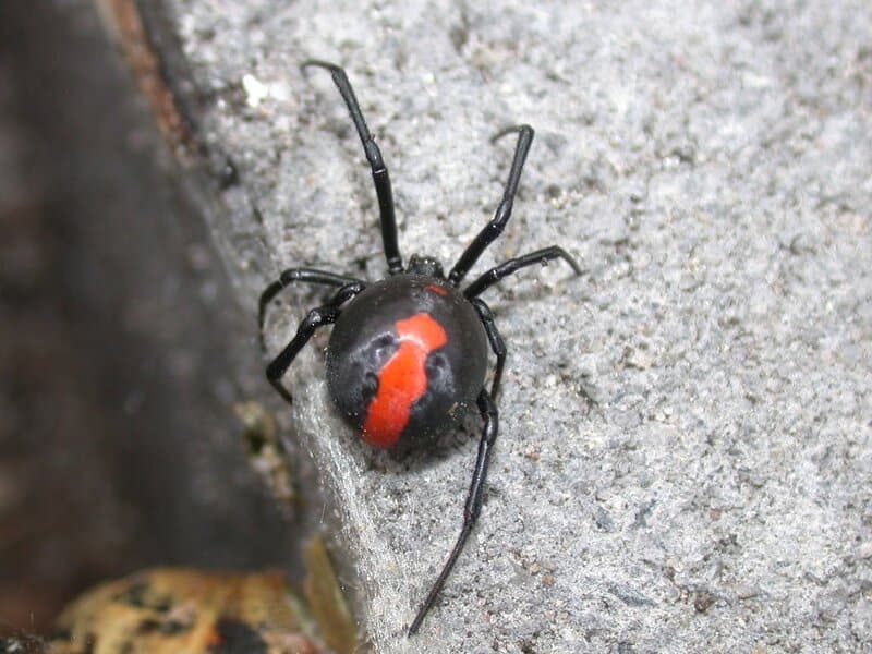 The Most Venomous Animals in the World