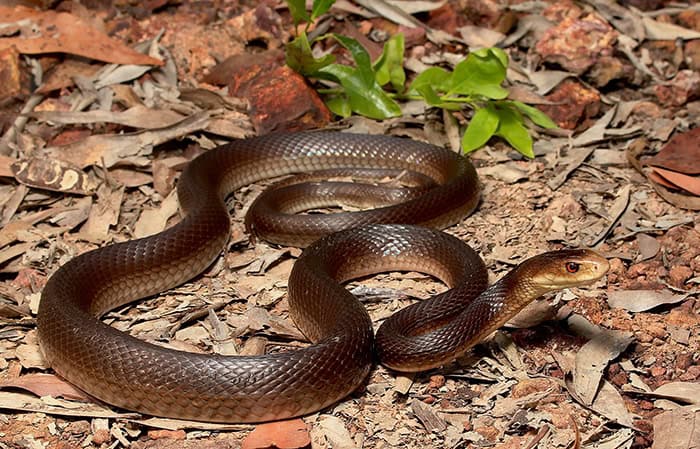 The Most Venomous Animals in the World