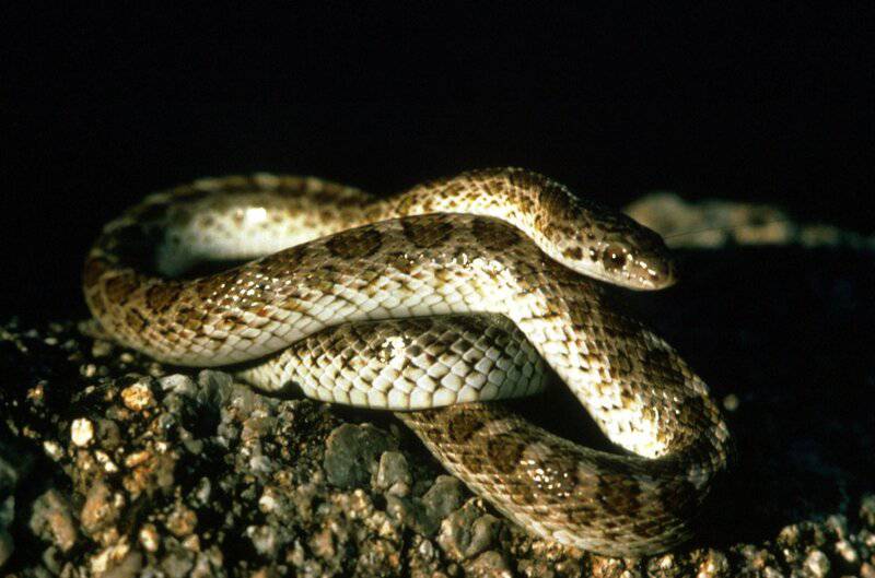 The Most Venomous Animals in the World