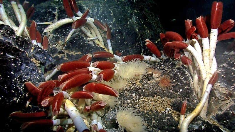 15 Weird Facts About How Life Survives in the Deep Ocean