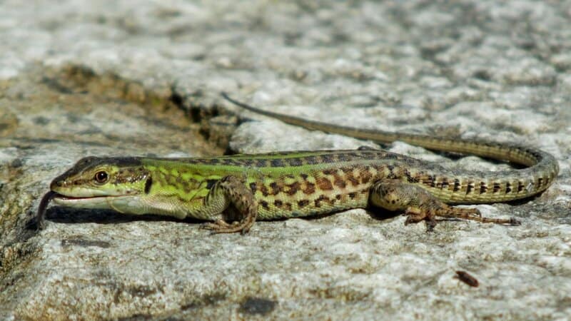 15 Examples of Evolution Happening in Real Time