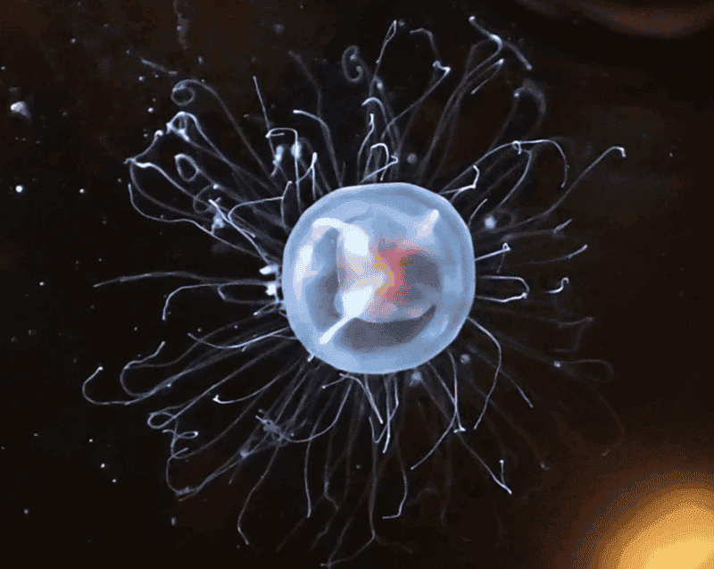 15 Survival Adaptations That Scientists Still Don’t Fully Understand