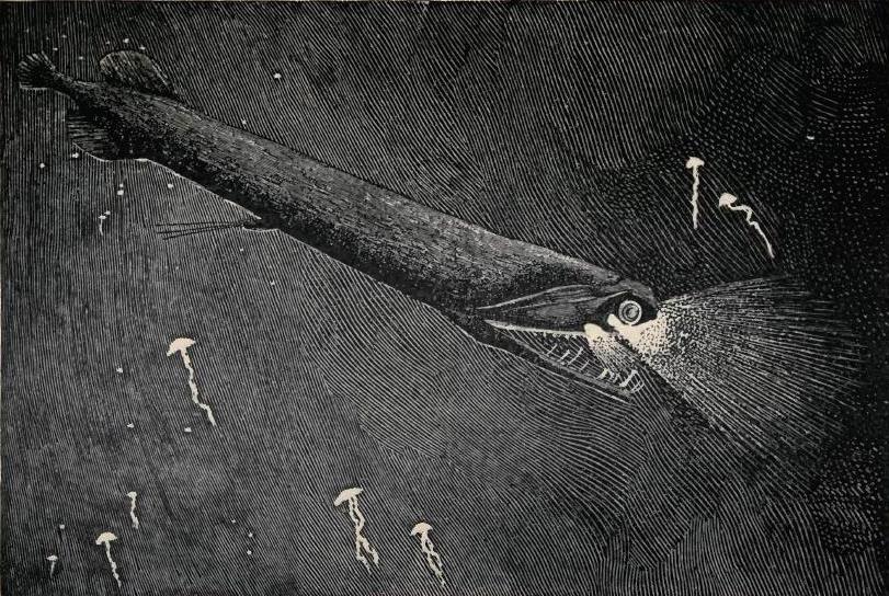 15 Survival Adaptations That Scientists Still Don’t Fully Understand