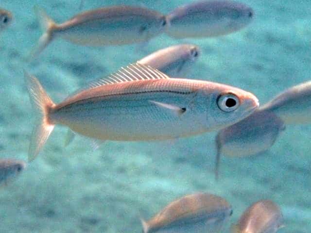 15 Times Scientists Gave Animals Ridiculous Names