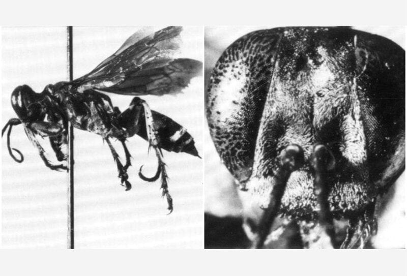 15 Times Scientists Gave Animals Ridiculous Names