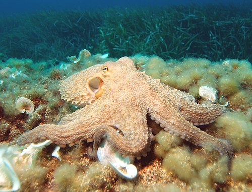 15 Animal Behaviors That Are Surprisingly Scientific