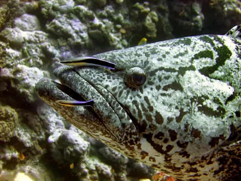 15 Animal Behaviors That Are Surprisingly Scientific