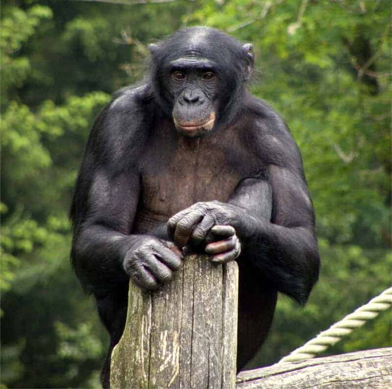 15 Animal Behaviors That Are Surprisingly Scientific