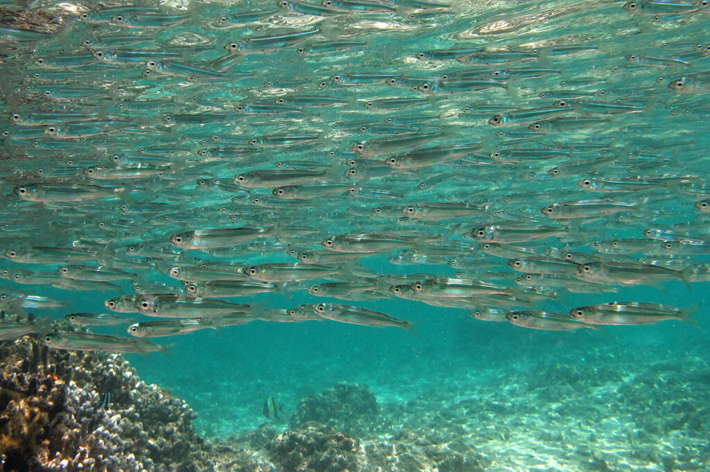 The Great Barrier Reef’s Chemical Conversations: How Coral, Fish, and Algae Talk Underwater