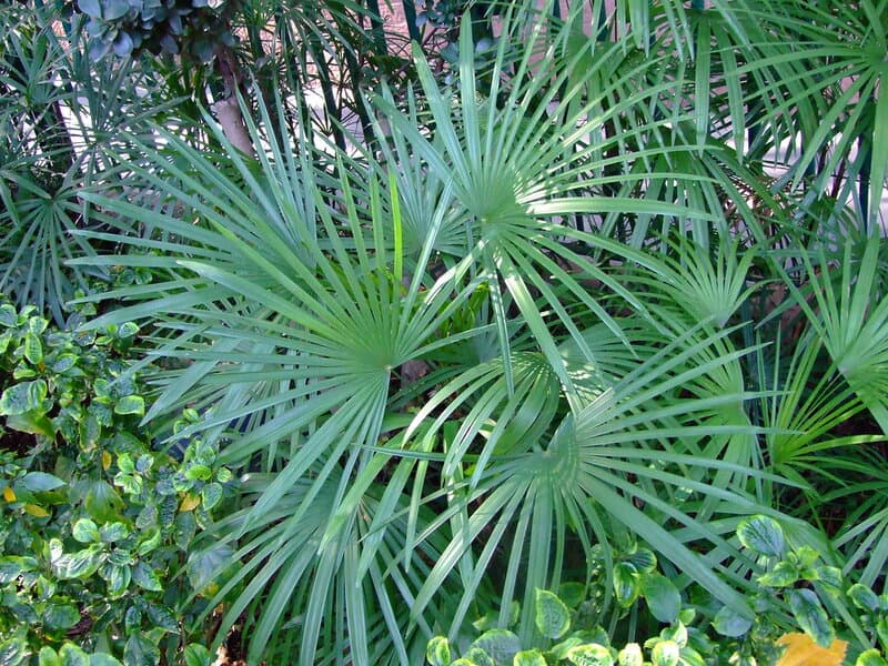 24 Houseplants That Actually Clean Your Air (Most Don&#8217;t Do Anything)