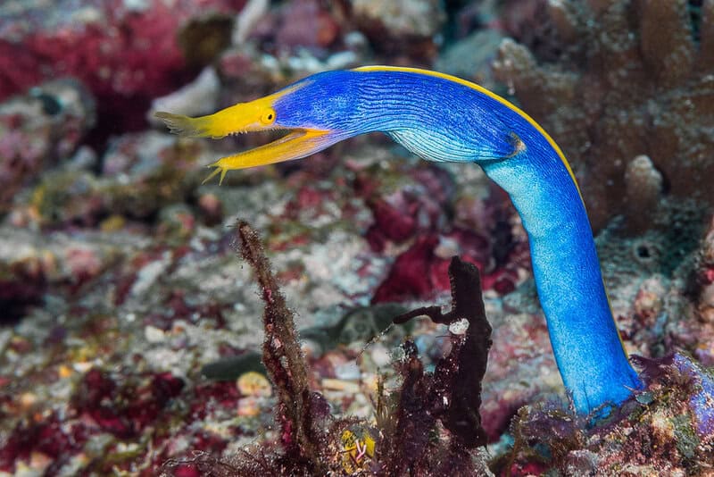 28 Animals That Switch Genders When Life Demands It