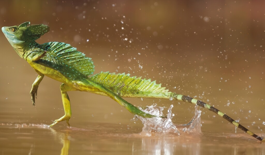 Forget Marvel—These Real Animals Have Rear Superpowers