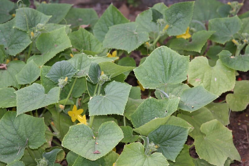 25 Plants That Literally Talk to Each Other (And How They Do It)