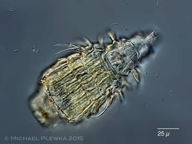 Why Some Animals Age Backwards and Get Younger Every Year