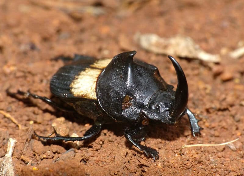 32 Animals That Control the Weather Like Tiny Gods