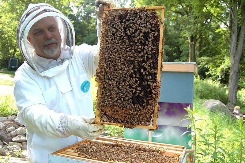 26 Real Reasons Why Bee Colonies Are Collapsing (It&#8217;s Not What You Think)