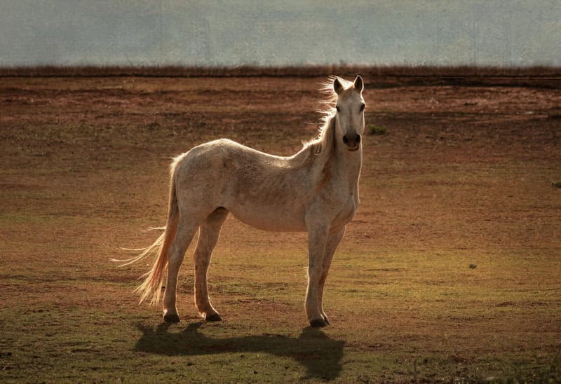 The Phantom Animals That Appear Right Before Major Disasters Strike