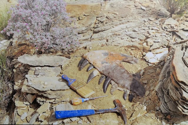 Scientists Are Stunned: Complex Life on Earth May Be Far More Ancient Than Believed