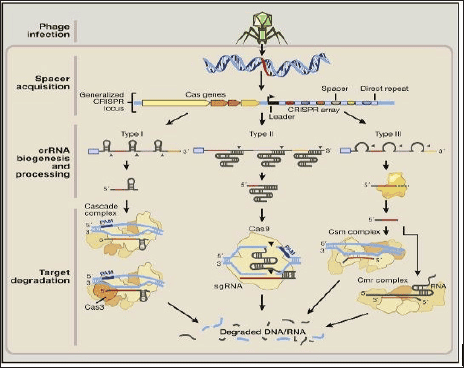 Why Everything You Learned in Biology Class Is Outdated — 28 Recent Discoveries That Rewrote the Rules