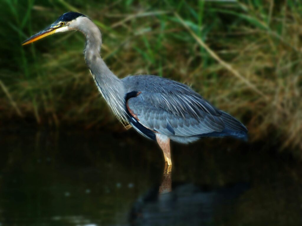 The Phantom Animals That Appear Right Before Major Disasters Strike