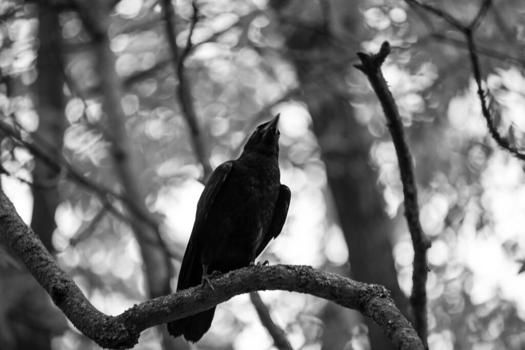 The Phantom Animals That Appear Right Before Major Disasters Strike