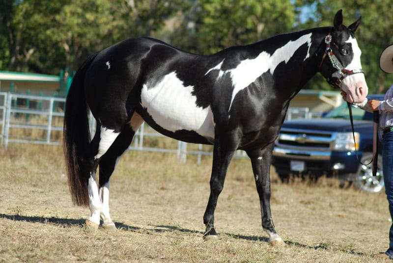 23 Most Stunning Horse Breeds That Will Leave You Breathless — A Visual Journey Through Nature&#8217;s Finest Designs
