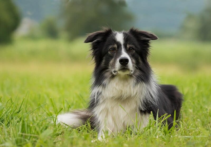 20 Low-Maintenance Dog Breeds Perfect for Busy Owners and 5 That Require Extra Care