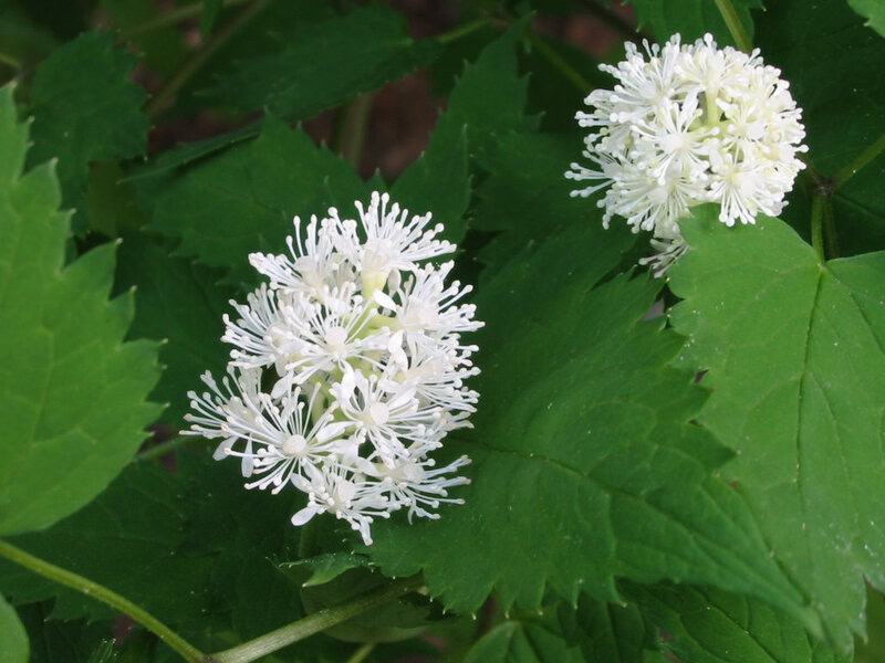 23 Master Manipulator Plants That Make Animals Work For Them