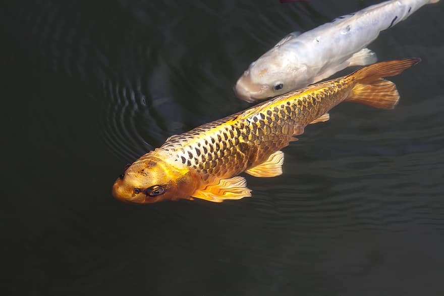 The Phantom Animals That Appear Right Before Major Disasters Strike