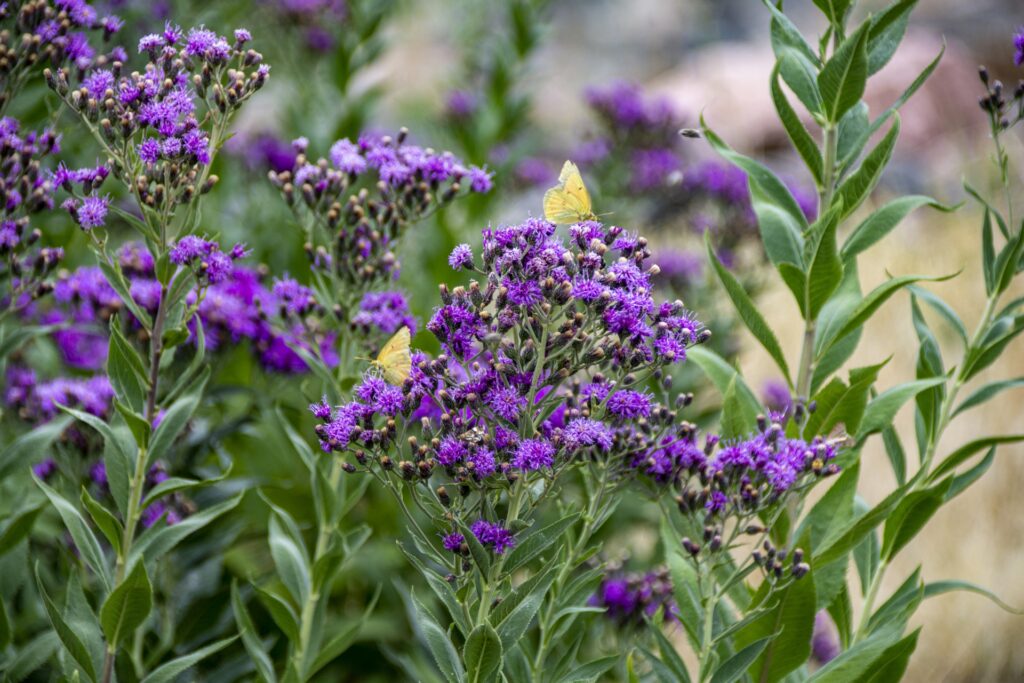 23 Master Manipulator Plants That Make Animals Work For Them