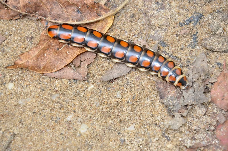 27 Creatures That Glow in the Dark (And Why They Do It)