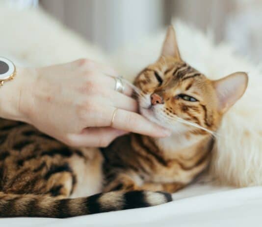 25 Compassionate Cat Breeds Known for Their Remarkable Emotional Intelligence