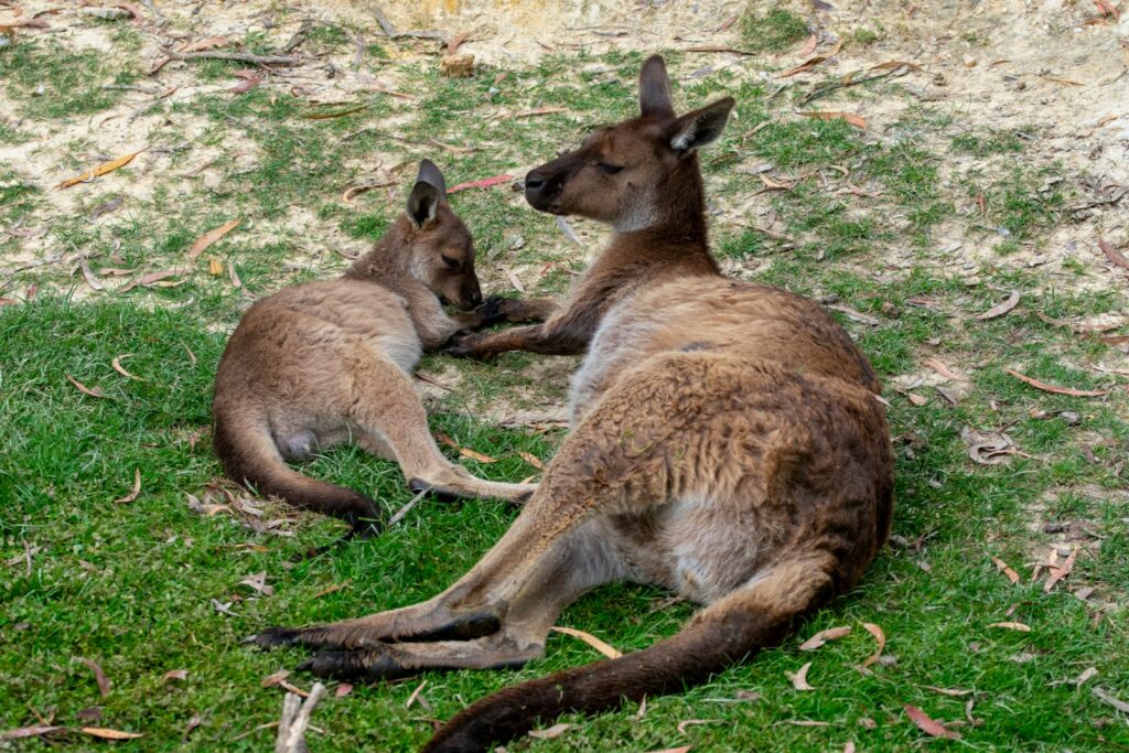 32 Animals That Are Surprisingly Good Parents