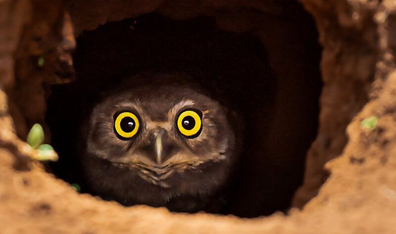 32 Animals That Control the Weather Like Tiny Gods