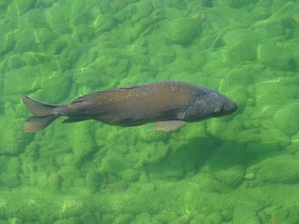 The Phantom Animals That Appear Right Before Major Disasters Strike