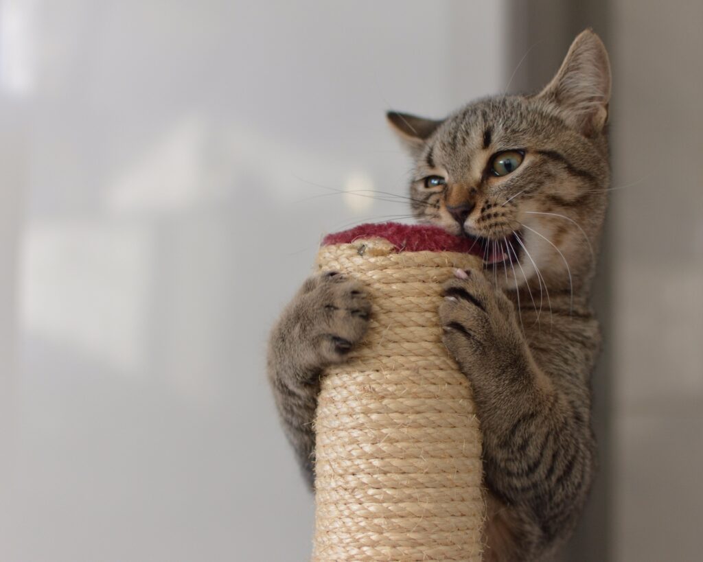 The Cat Owner&#8217;s Dilemma: 25 &#8220;Normal&#8221; Behaviors That Actually Signal Problems
