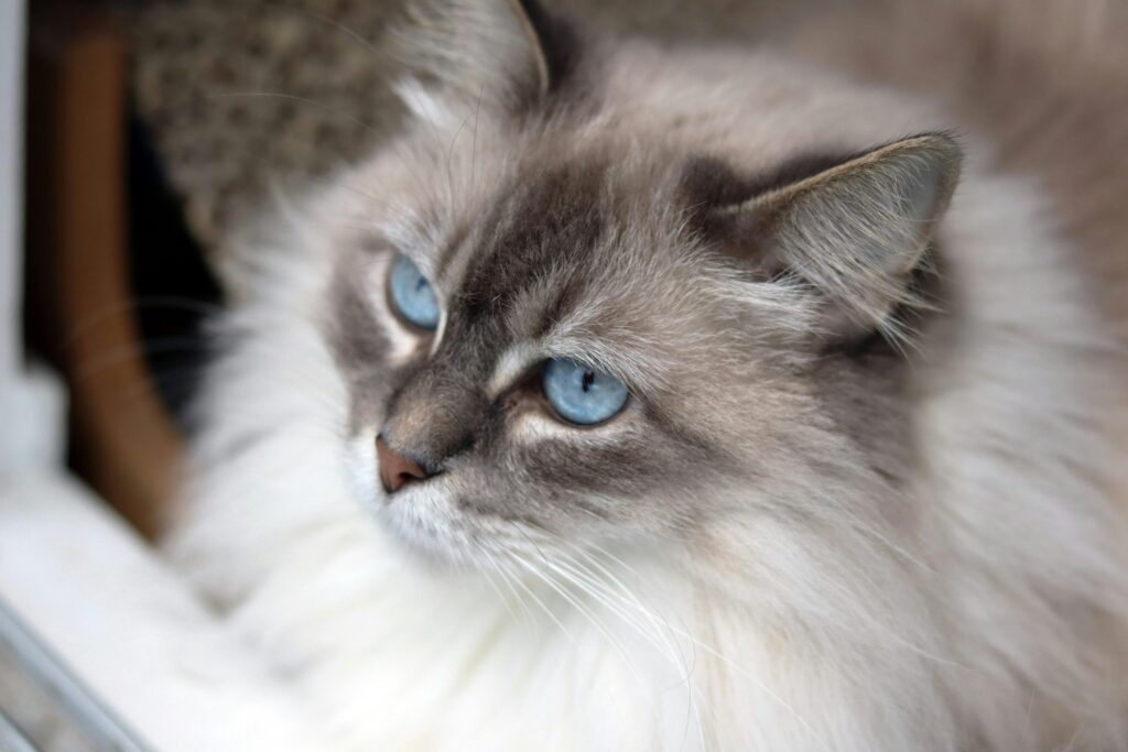 22 Cat Breeds Prone to Anxiety: Understanding Feline Mental Health Challenges