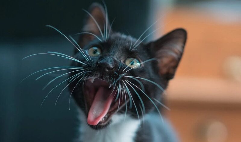 25 Brilliant Engineering Solutions Nature Invented First