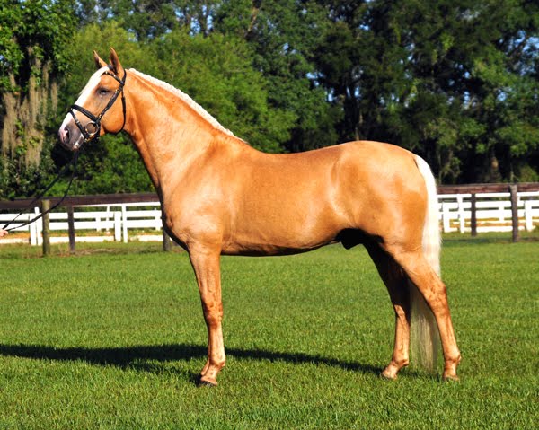 23 Most Stunning Horse Breeds That Will Leave You Breathless — A Visual Journey Through Nature&#8217;s Finest Designs