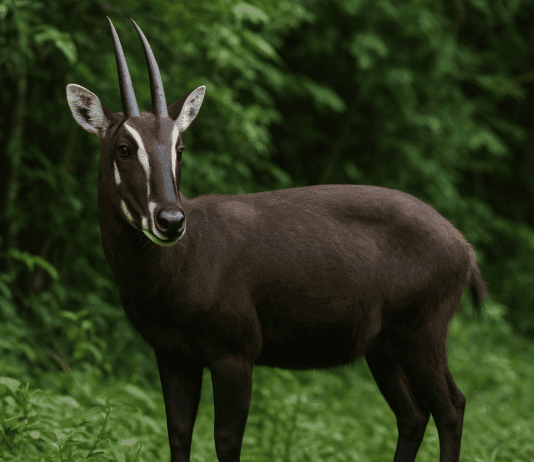 30 Species We Must Save From Extinction In Order to Save Ourselves
