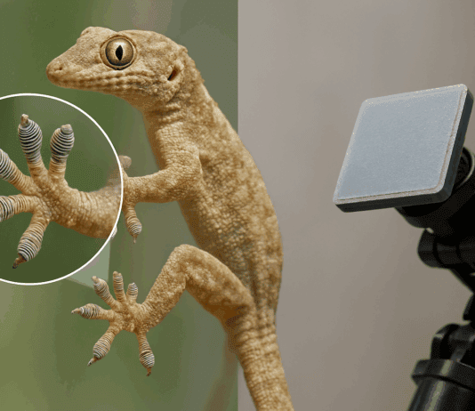 25 Brilliant Engineering Solutions Nature Invented First