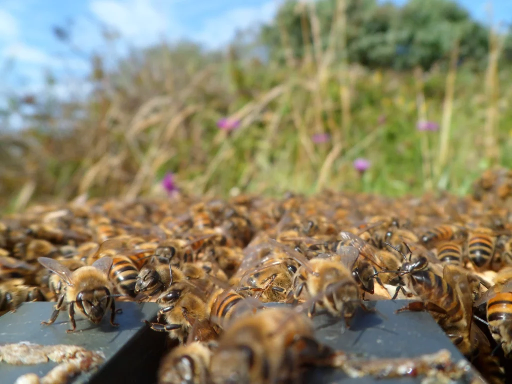 The Amazing World of Insects: 33 Shocking Truths About the World&#8217;s Most Abundant Animals