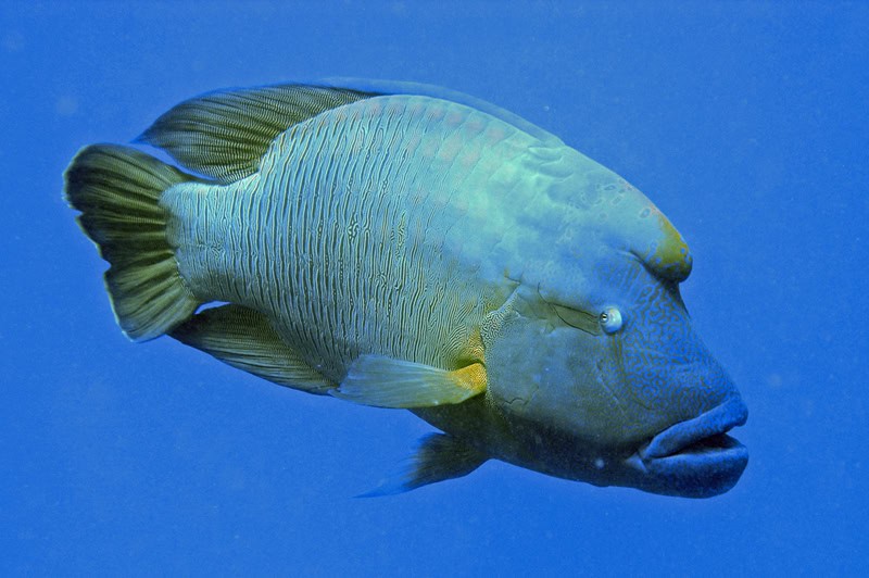 28 Animals That Switch Genders When Life Demands It