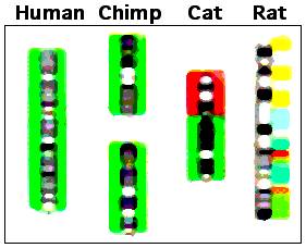 The Genetic Blueprint: Recent Discoveries in Human and Primate DNA Similarities