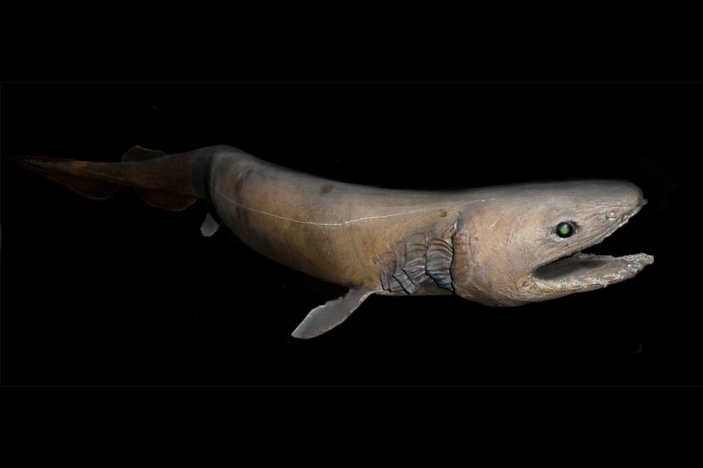 38 Bizarre Deep-Sea Creatures Scientists Discovered in the Last Decade
