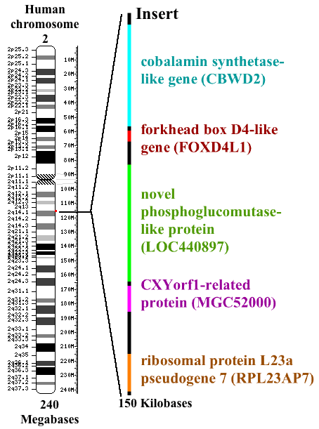 The Genetic Blueprint: Recent Discoveries in Human and Primate DNA Similarities